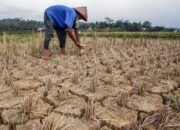 Sapto Minta Pemerintah Kabupaten/Kota dan Provinsi Komitmen Tangani Krisis Pangan